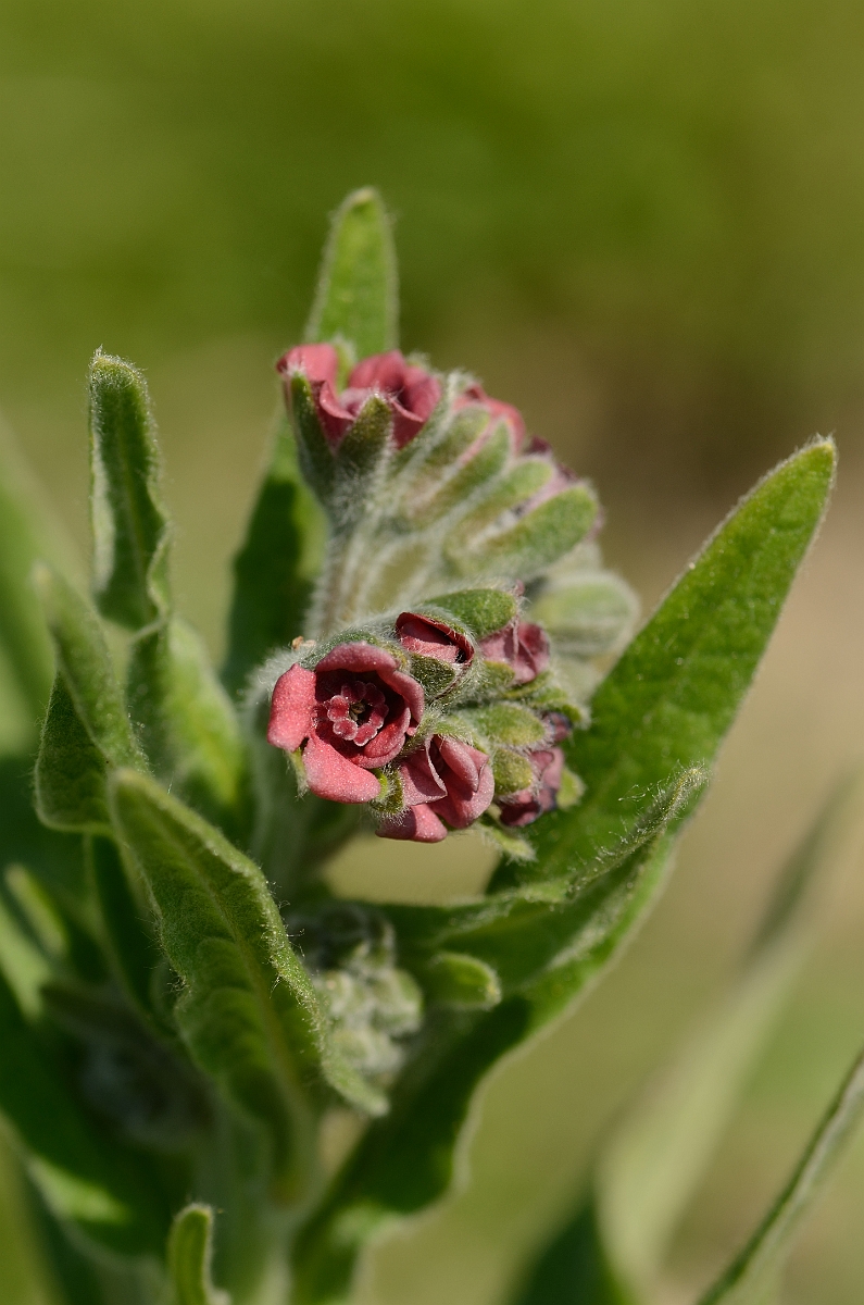 David Plant Photography - Wildlife Photography - Hounds-tongue - A.jpg - Hounds-tongue - Bedfordshire