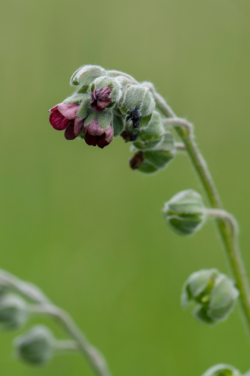 David Plant Photography - Wildlife Photography - Hounds-tongue - B.JPG - Hounds-tongue - Suffolk