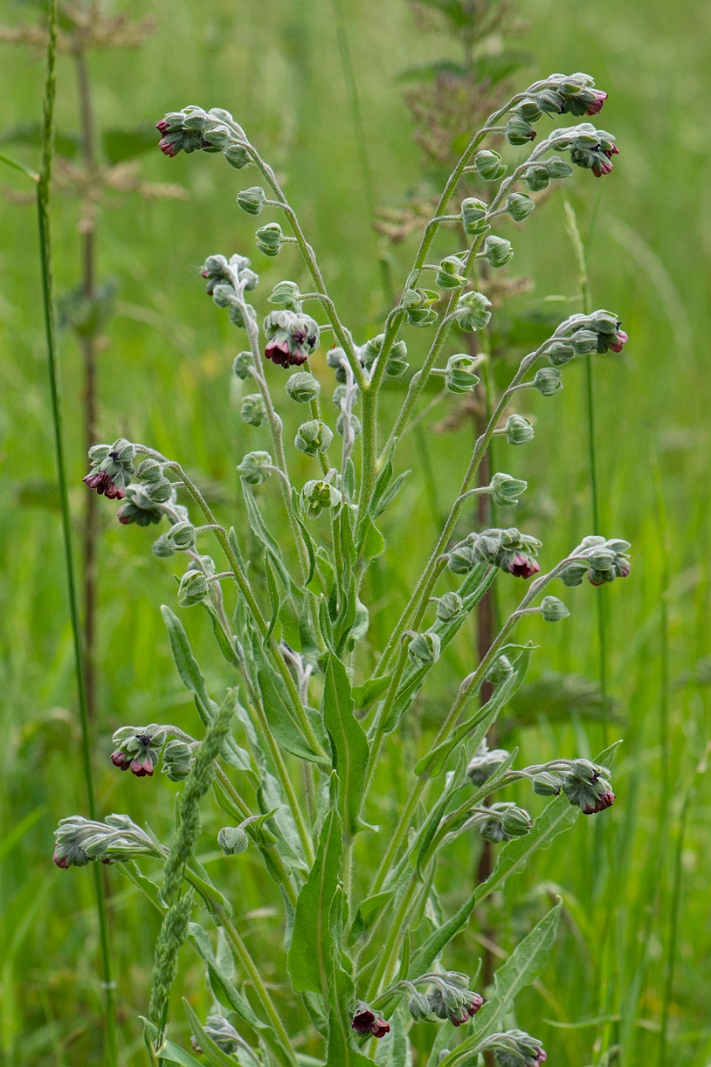 David Plant Photography - Wildlife Photography - Hounds-tongue - C.JPG - Hounds-tongue - Suffolk