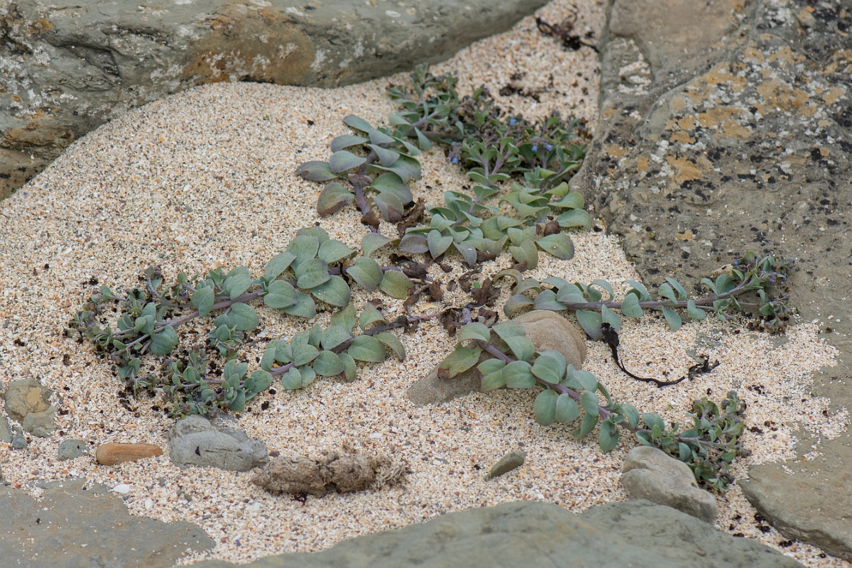 David Plant Photography - Wildlife Photography - Oysterplant - A.JPG - Oysterplant - Caithness