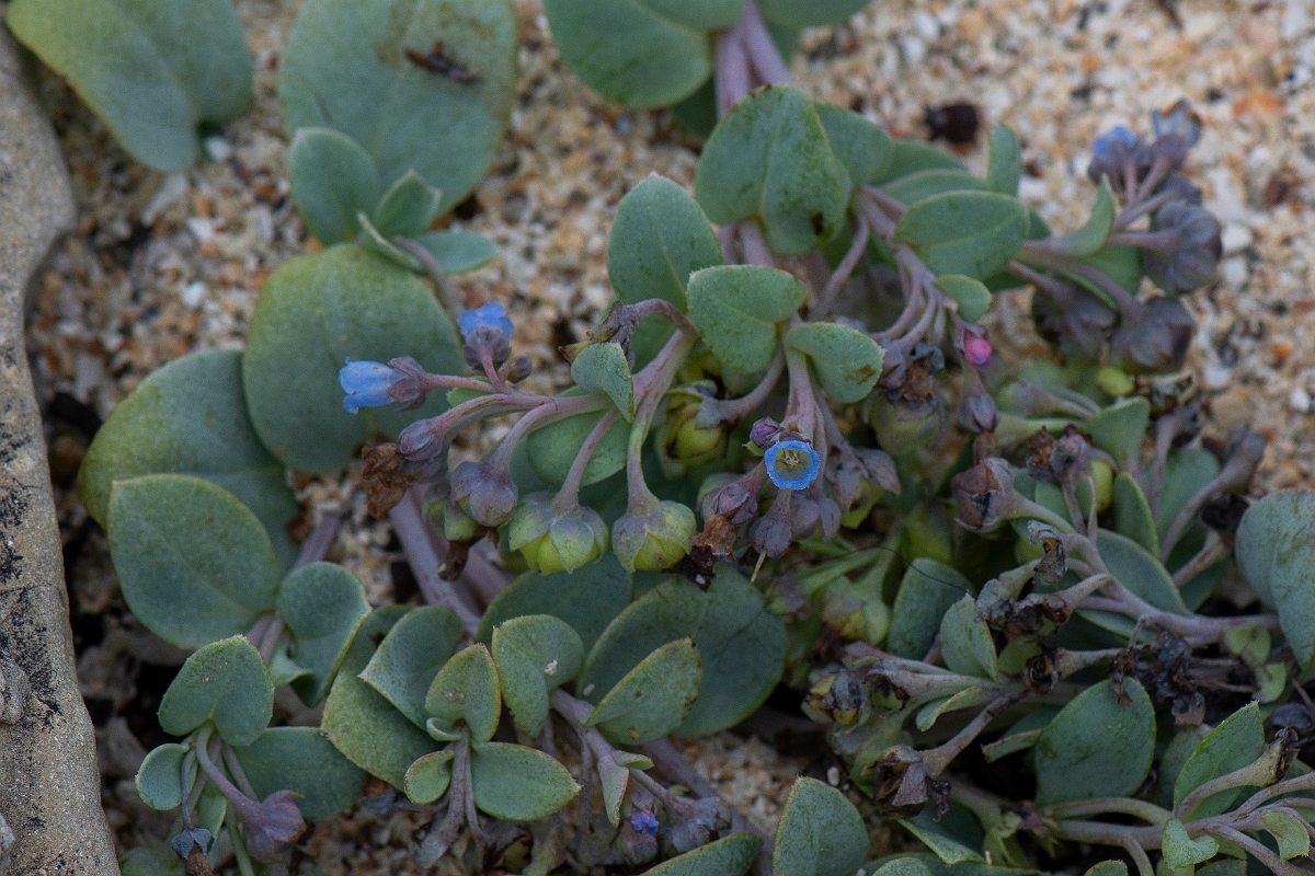 David Plant Photography - Wildlife Photography - Oysterplant - B.JPG - Oysterplant - Caithness