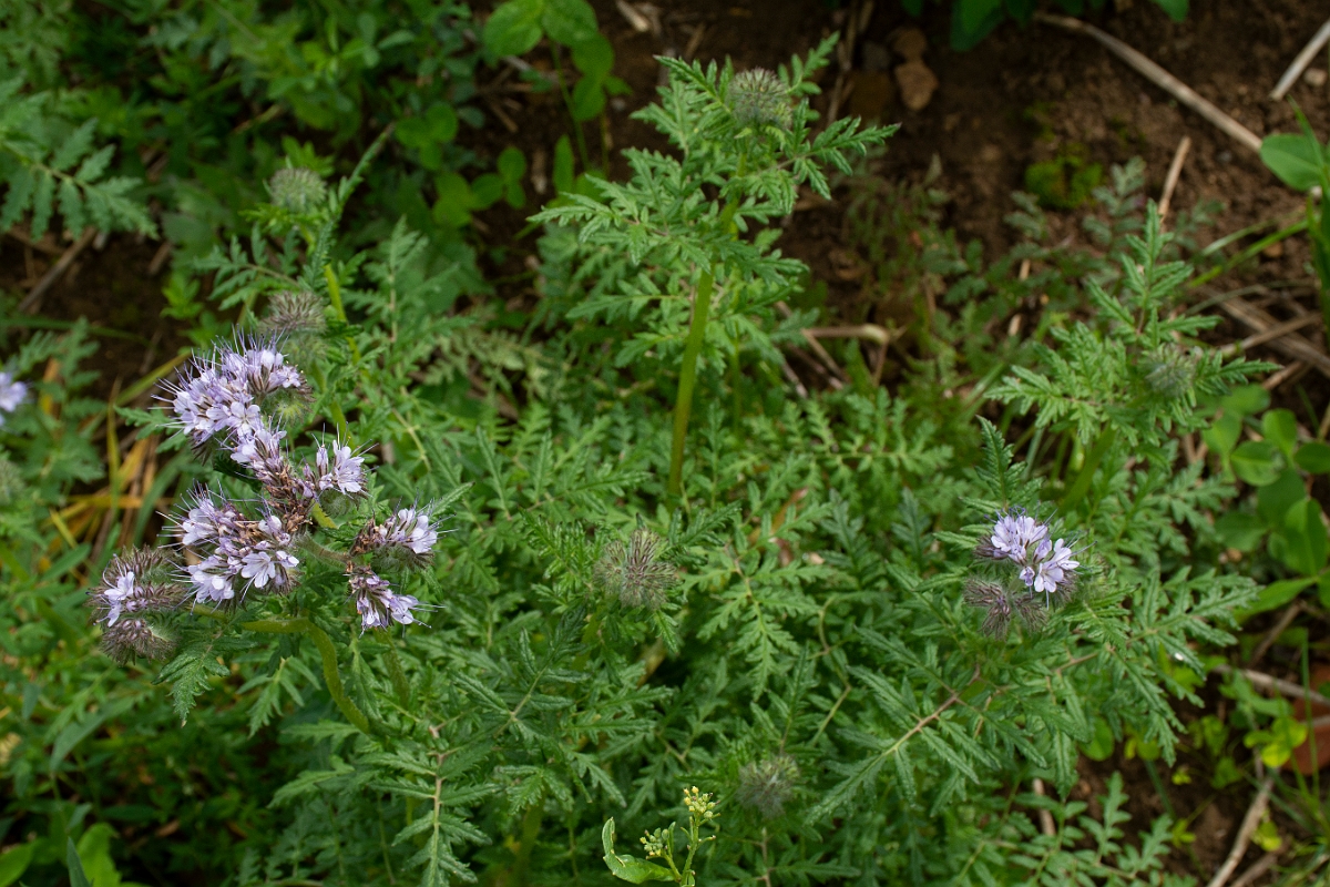 David Plant Photography - Wildlife Photography - Phacelia - B.jpg - Phacelia - Leicestershire