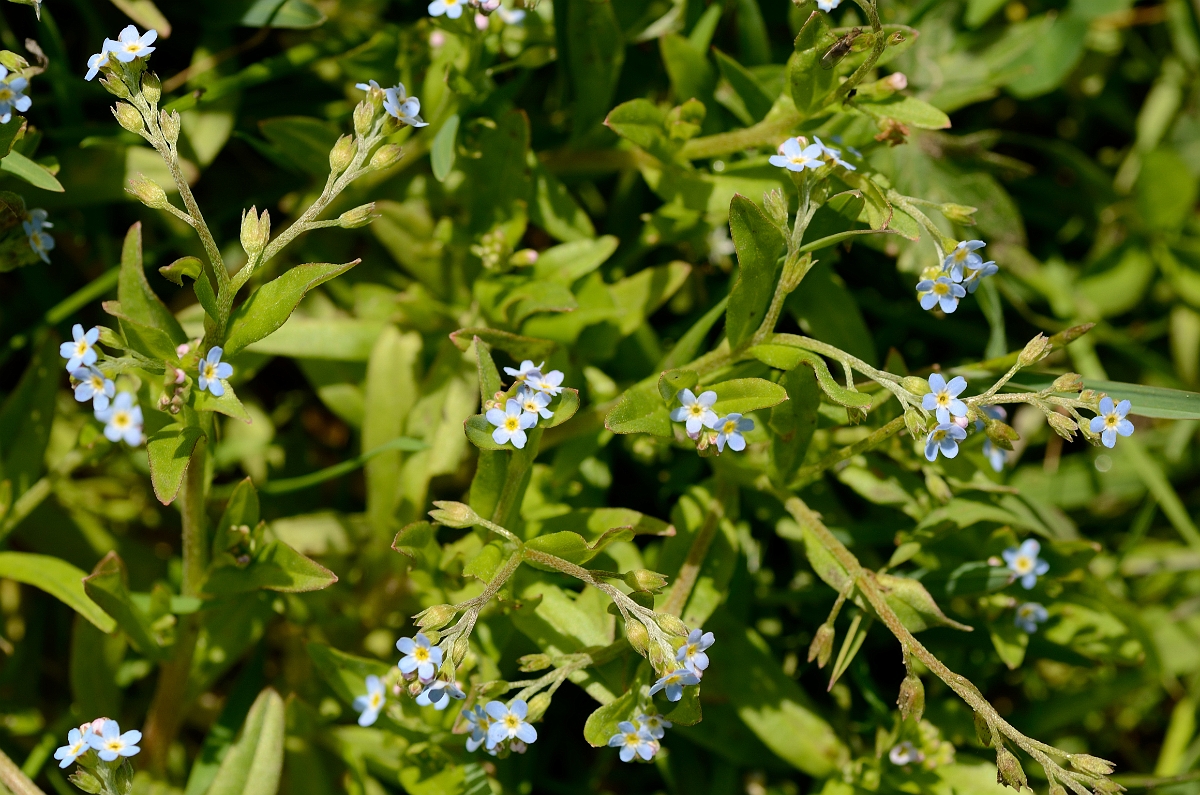 David Plant Photography - Wildlife Photography - Tufted forgetmenot - B.jpg - Tufted forgetmenot plants - Solihull