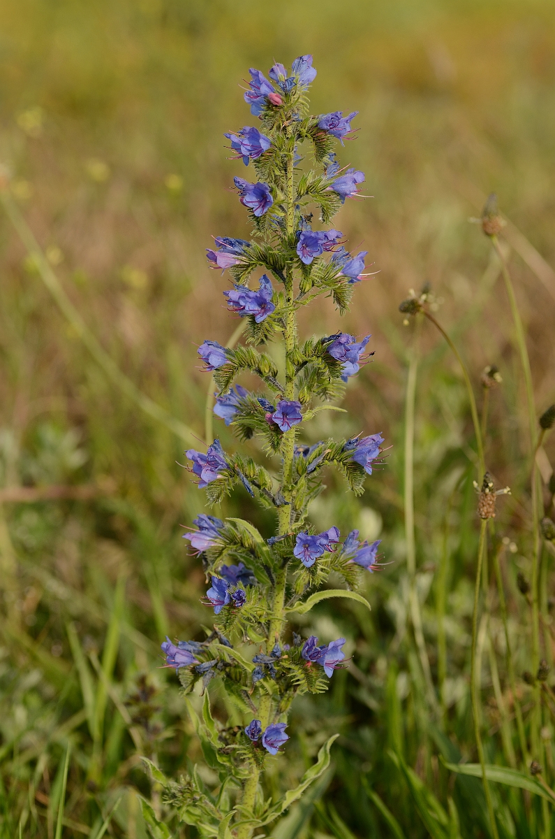 David Plant Photography - Wildlife Photography - Viper's bugloss - A.jpg - Viper's bugloss - Norfolk