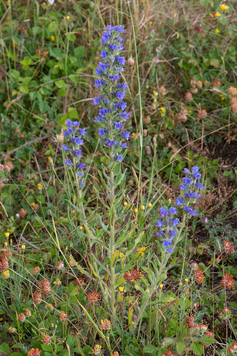 David Plant Photography - Wildlife Photography - Viper's bugloss - B.JPG - Viper's bugloss - Bridgend