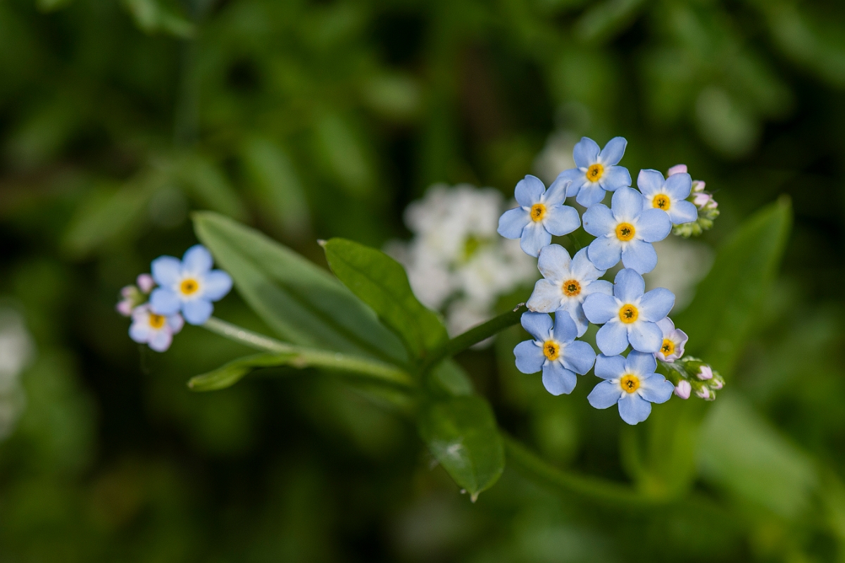 David Plant Photography - Wildlife Photography - Water forgetmenot - F.JPG - Water forgetmenot - Oxfordshire