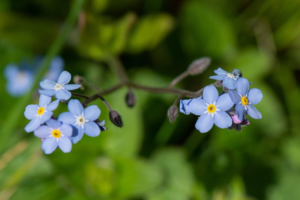 David Plant Photography - Wildlife Photography - Wood forgetmenot - B.JPG - Wood forgetmenot - Cotswolds