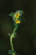David Plant Photography - Wildlife Photographer - Fiddleneck - A