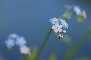 David Plant Photography - Wildlife Photographer - Water forgetmenot - A