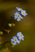 David Plant Photography - Wildlife Photographer - Water forgetmenot - B