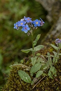 David Plant Photography - Wildlife Photography - Alpine forgetmenot - A