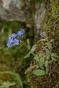 David Plant Photography - Wildlife Photography - Alpine forgetmenot - B