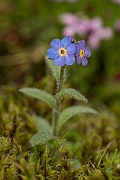 David Plant Photography - Wildlife Photography - Alpine forgetmenot - D
