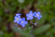 David Plant Photography - Wildlife Photography - Alpine forgetmenot - E