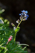 David Plant Photography - Wildlife Photography - Alpine forgetmenot - H