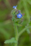 David Plant Photography - Wildlife Photography - Bugloss - C
