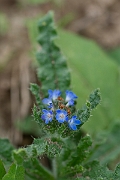 David Plant Photography - Wildlife Photography - Bugloss - D