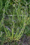 David Plant Photography - Wildlife Photography - Bugloss - F