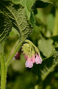 David Plant Photography - Wildlife Photography - Common comfrey - A