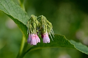 David Plant Photography - Wildlife Photography - Common comfrey - B