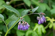 David Plant Photography - Wildlife Photography - Common comfrey - C