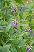 David Plant Photography - Wildlife Photography - Common comfrey - F