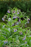 David Plant Photography - Wildlife Photography - Common comfrey - G