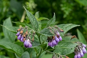 David Plant Photography - Wildlife Photography - Common comfrey - H