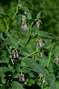 David Plant Photography - Wildlife Photography - Common comfrey - I