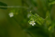 David Plant Photography - Wildlife Photography - Common gromwell - B