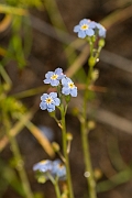David Plant Photography - Wildlife Photography - Creeping forgetmenot - A