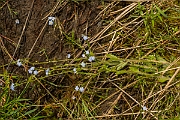 David Plant Photography - Wildlife Photography - Creeping forgetmenot - B