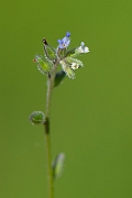 David Plant Photography - Wildlife Photography - Creeping forgetmenot - C