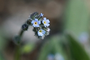 David Plant Photography - Wildlife Photography - Early forgetmenot - B