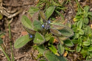 David Plant Photography - Wildlife Photography - Early forgetmenot - F