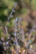 David Plant Photography - Wildlife Photography - Early forgetmenot - I