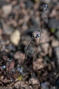 David Plant Photography - Wildlife Photography - Early forgetmenot - J