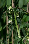 David Plant Photography - Wildlife Photography - Fen comfrey - A