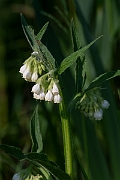 David Plant Photography - Wildlife Photography - Fen comfrey - B