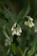 David Plant Photography - Wildlife Photography - Fen comfrey - C