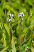 David Plant Photography - Wildlife Photography - Field forgetmenot - B