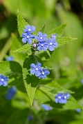 David Plant Photography - Wildlife Photography - Green alkanet - B