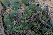 David Plant Photography - Wildlife Photography - Oysterplant - B