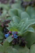 David Plant Photography - Wildlife Photography - Oysterplant - D
