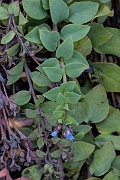 David Plant Photography - Wildlife Photography - Oysterplant - E