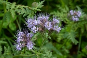 David Plant Photography - Wildlife Photography - Phacelia - C