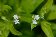David Plant Photography - Wildlife Photography - Tufted forgetmenot - A