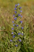 David Plant Photography - Wildlife Photography - Viper's bugloss - A