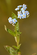David Plant Photography - Wildlife Photography - Water forgetmenot - C
