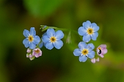 David Plant Photography - Wildlife Photography - Water forgetmenot - D